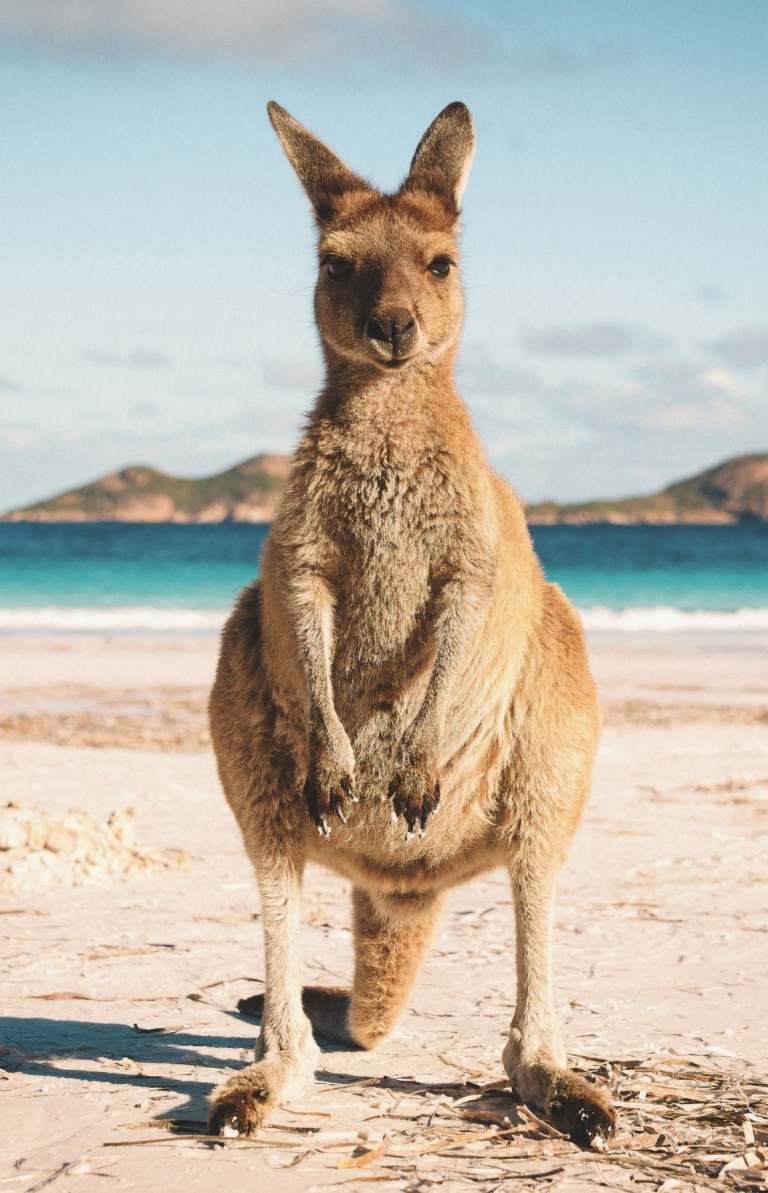 Kangaroo