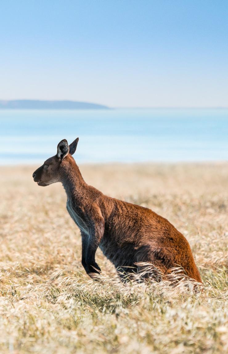 Middle River, Kangaroo Island, South Australia © South Australian Tourism Commission Middle River, Kangaroo Island, South Australia © South Australian Tourism Commission