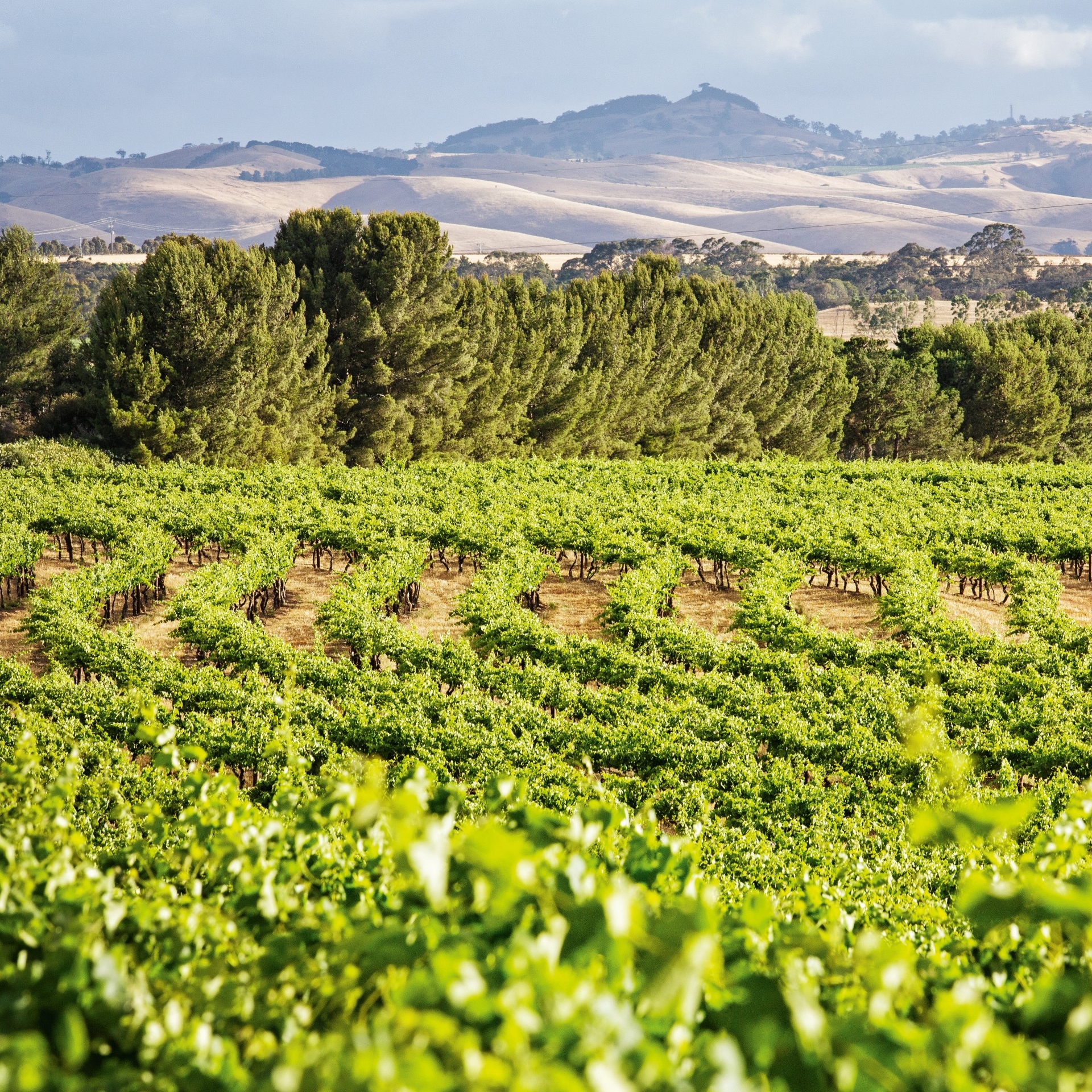 Vineyard at The Louise, Barossa Valley, SA © The Louise