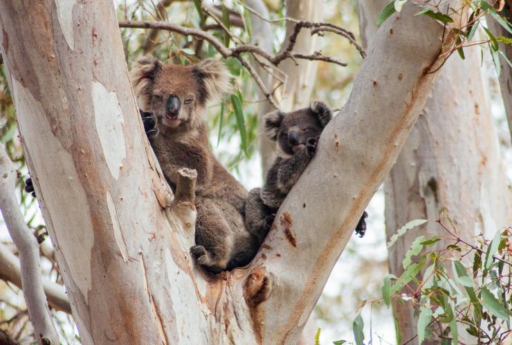 Exceptional Kangaroo Island, Kangaroo Island, South Australia © Exceptional Kangaroo Island