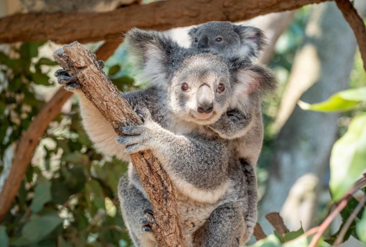 Lone Pine Koala Sanctuary, Brisbane, Queensland © Tourism Australia