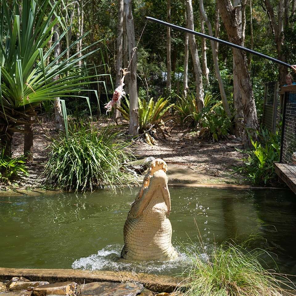 Hartley's Creek Crocodile Adventures, Wangetti, Queensland © Tourism Australia 