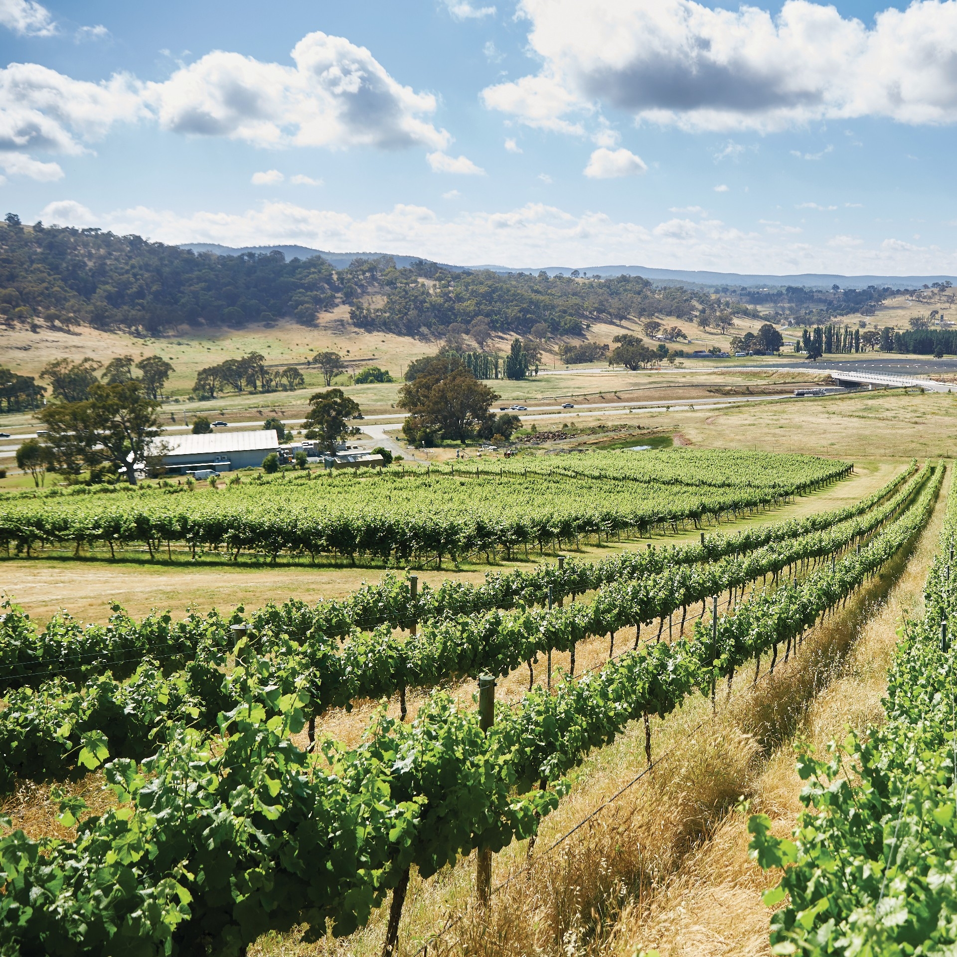 Mount Majura Vineyard, Australian Capital Territory © Stuart Miller