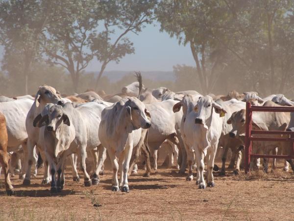 Wangi Falls, Litchfield National Park, Northern Territory ©Tourism NT/Jackson Groves