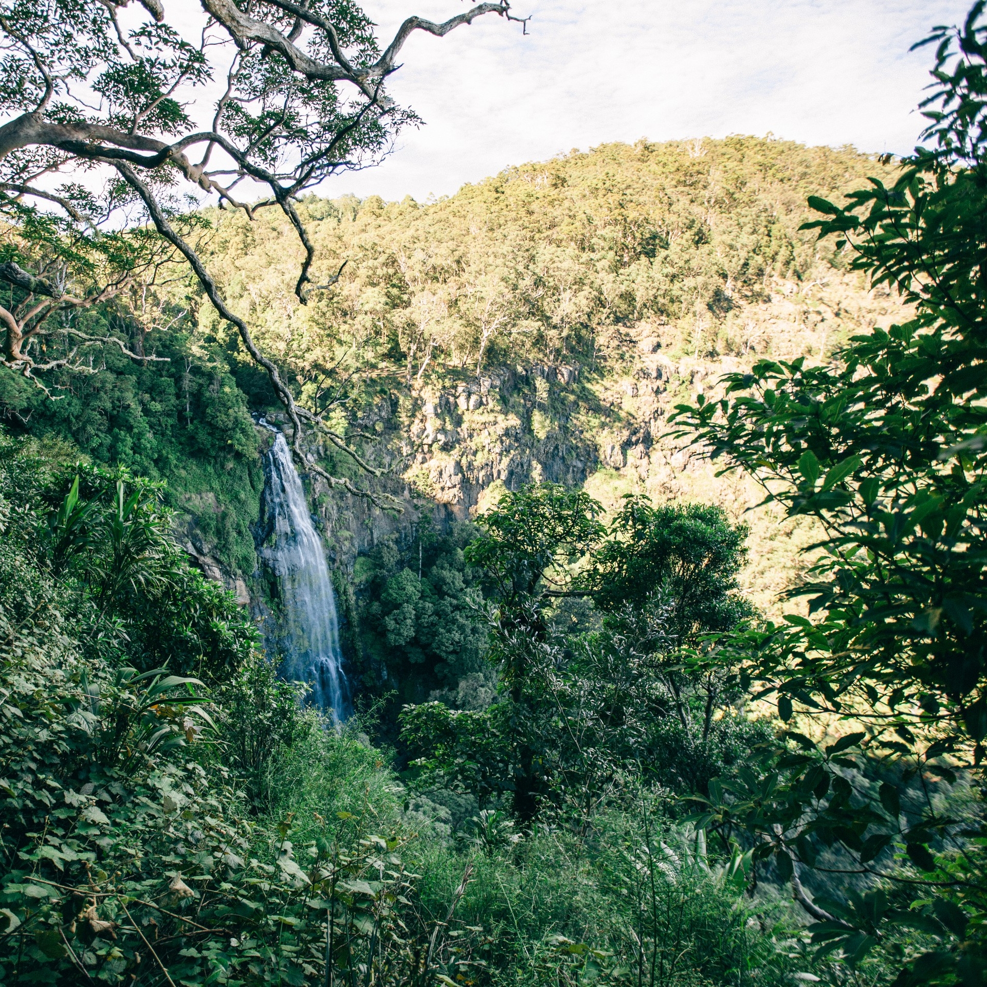 O'Reilly's Rainforest Retreat, Gold Coast Hinterland, Queensland © Tourism Australia