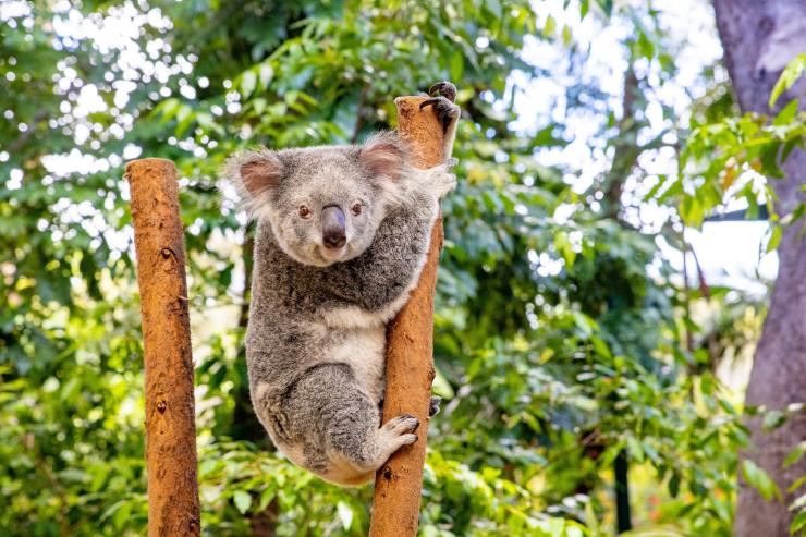 Currumbin Wildlife Sanctuary, Gold Coast, Queensland © Tourism Australia