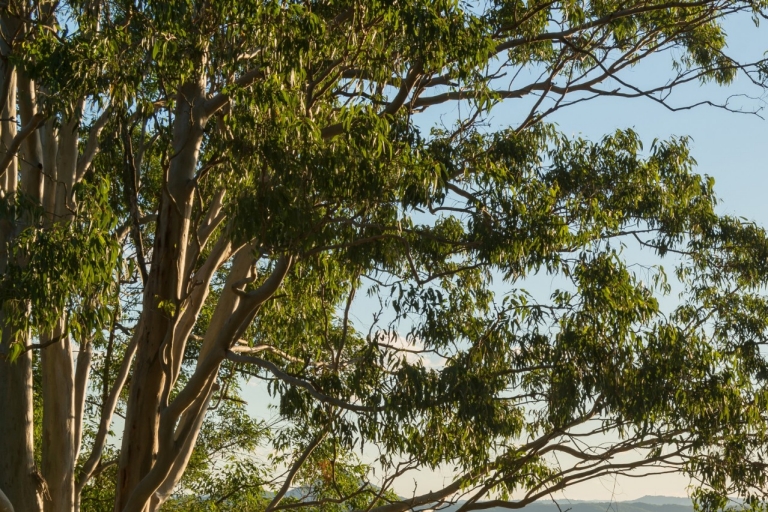 Sunset concert at the Lookout, Noosa National Park, Queensland © Tourism Australia