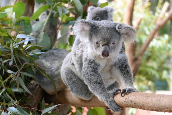 Australia Zoo, Sunshine Coast, Queensland © Ben Beaden / Australia Zoo