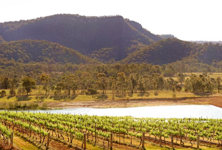 Audrey Wilkinson Vineyard, Hunter Valley, NSW