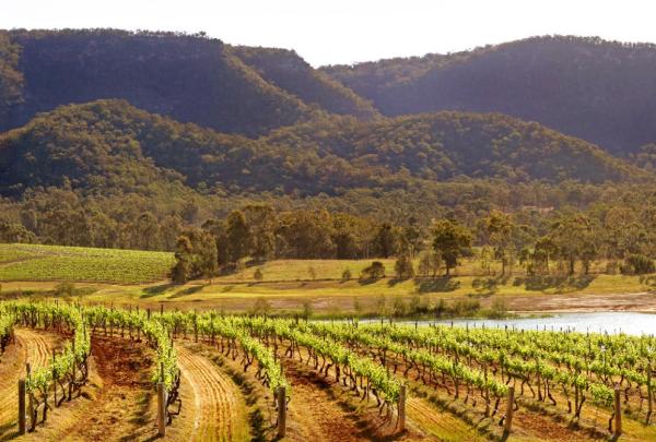 Audrey Wilkinson Vineyard, Hunter Valley, NSW