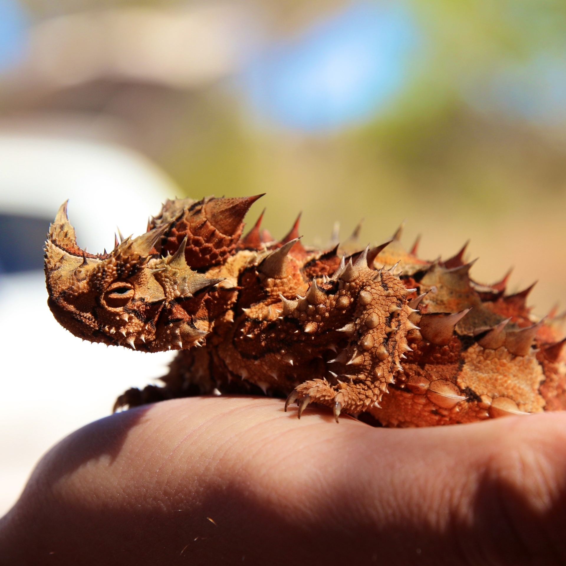 Thorny Devil, Uluru-Kata Tjuta National Park, Northern Territory © Tourism Australia