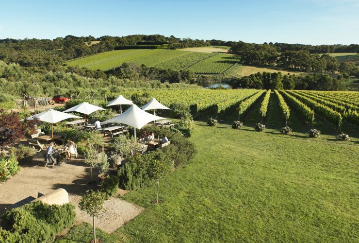 Montalto Vineyard and Olive Grove, Mornington Peninsula, Victoria © Visit Victoria