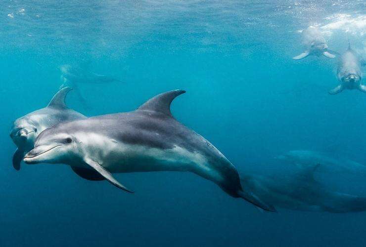 Swimming with dolphins, Mornington Peninsula, Victoria © Moonraker Dolphin Swims