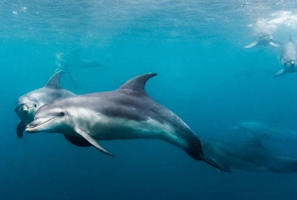 A pod of wild dolphins glides gracefully through clear blue ocean waters during an underwater encounter with Moonraker Dolphin Swims on the scenic Mornington Peninsula in Victoria. © Moonraker Dolphin Swims