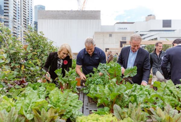People tend lush urban crops in planter boxes on a rooftop garden, surrounded by leafy greens and city buildings at SkyFarm Melbourne, Melbourne, Victoria. © SkyFarm Melbourne