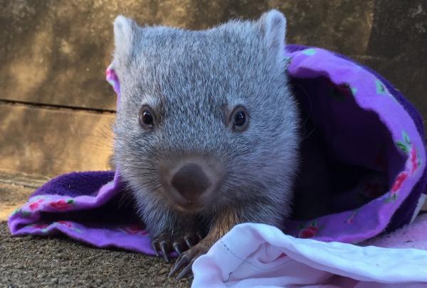 A cute baby wombat peeks curiously out from wrapped purple blankets on the ground at Bonorong Wildlife Sanctuary, Tasmania. © Bonorong Wildlife Sanctuary