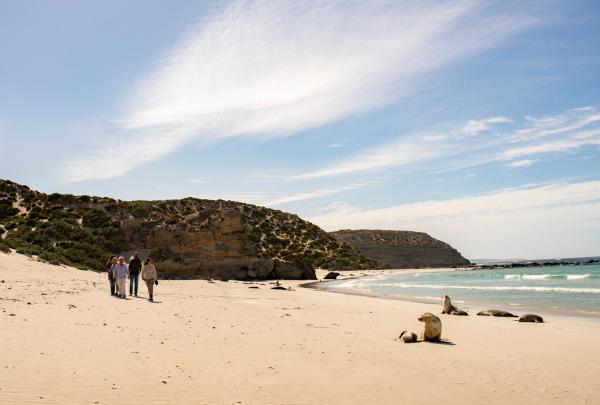 A small group of walkers strolls along a sandy beach near sea lions lounging on the shoreline under a vast blue sky at Seal Bay Conservation Park, Kangaroo Island, South Australia. © Tourism Australia