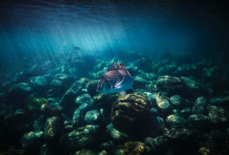 Cabbage Tree Bay Aquatic Reserve, Manly © Lawrence Furzey