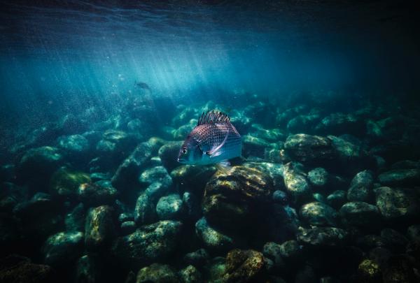 Sunlight filters through the clear blue waters of Cabbage Tree Bay Aquatic Reserve as a fish swims over rocky seabed, Manly, Sydney, New South Wales. © Lawrence Furzey