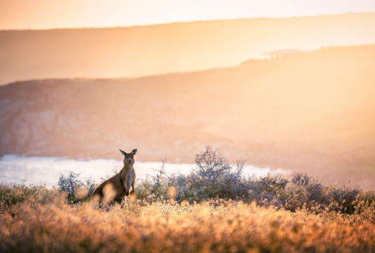 Kangaroo standing amongst grass, Cape Willoughby, Kangaroo Island, South Australia © South Australian Tourism Commission