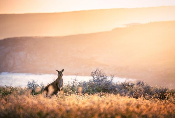 A kangaroo stands in golden grass against a glowing coastal sunset backdrop, captured at Port Willunga Beach, Fleurieu Peninsula, South Australia. © South Australian Tourism Commission
