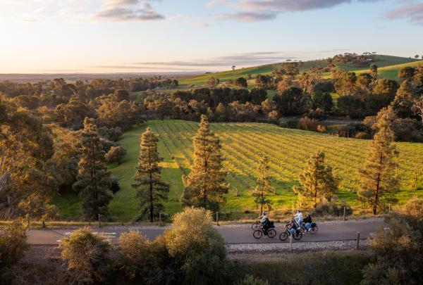 Cyclists ride along a scenic paved path beside sunlit vineyard rows and rolling hills, guided by Bike About, Barossa Valley, South Australia.© Tourism Australia