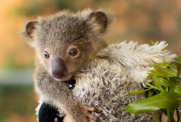 A tiny, wide-eyed baby koala joey at Currumbin Wildlife Sanctuary on the Gold Coast, Queensland, clings tightly to the head of a large, fluffy koala plush toy. The joey has soft, fuzzy grey fur and its small claws hug the toy's face. © Currumbin Wildlife Sanctuary