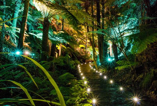 A fairy-lit path winds through lush night-lit rainforest foliage and ferns at The Australian National Botanic Gardens, Canberra, Australian Capital Territory. © Australian National Botanic Gardens