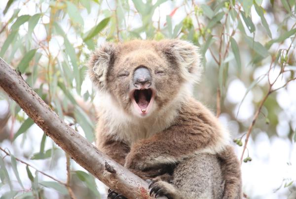 A fluffy koala sits in a eucalyptus tree and lets out a wide yawn during a wildlife experience with Echidna Walkabout Nature Tours in You Yangs Regional Park, Victoria © Echidna Walkabout Nature Tours
