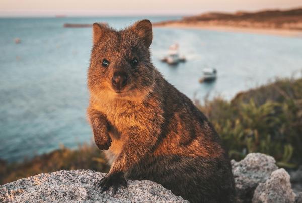 A cute quokka sits on a rocky ledge in the warm golden light of sunset, with boats moored in a calm ocean bay behind it, Rottnest Island, Western Australia. © James Vodicka