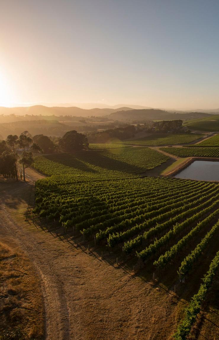 An aerial view of sweeping vineyard rows and a dam glow under the warm morning sun at De Bortoli in the Yarra Valley, Victoria. © Tourism Australia