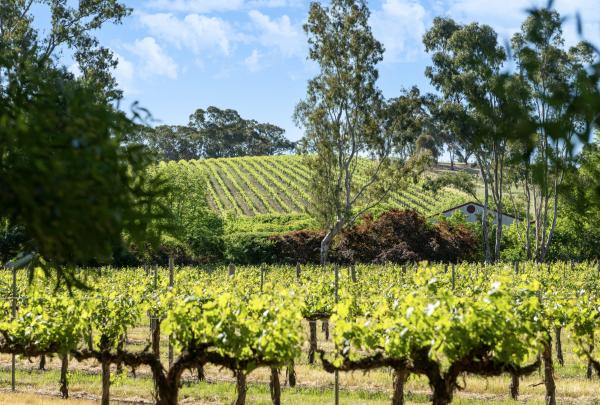Lush green grapevine rows stretch across rolling hills beneath towering gum trees and a bright blue sky at Kilikanoon Wines in Penwortham, Clare Valley, South Australia. © Tourism Australia