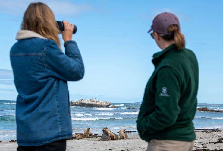Observing sea lions, Seal Bay, Kangaroo Island, South Australia © Tourism Australia