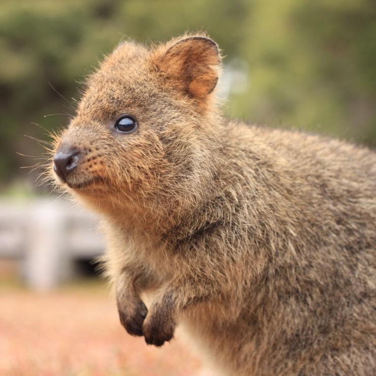 Quokka, Rottnest Island, Western Australia © Tourism Australia