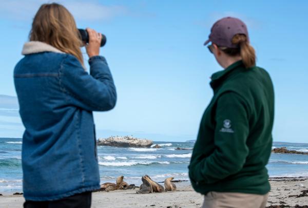 Two people stand on a sandy beach observing sea lions resting on the shore during a guided experience at Seal Bay on Kangaroo Island, South Australia. One person looks through binoculars © Tourism Australia