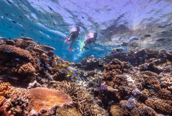 Two snorkellers glide over a vibrant coral reef teeming with colourful tropical fish during a guided tour with Dreamtime Dive & Snorkel on the Great Barrier Reef in Cairns, Queensland © Tourism and Events Queensland with Dreamtime Cairns