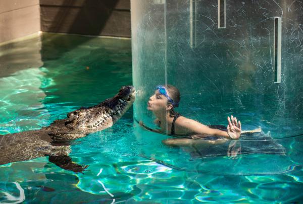 A swimmer inside a clear acrylic enclosure comes face-to-face with a large crocodile underwater during the Cage of Death experience at Crocosaurus Cove in Darwin, Northern Territory © Helspix with Tourism NT