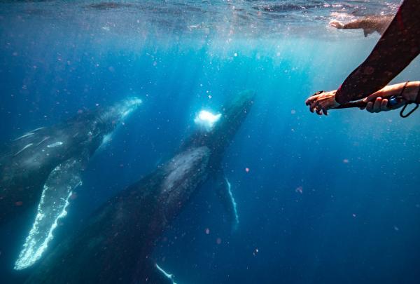 A swimmer holds onto a line in clear blue water as two majestic humpback whales swim directly beneath them on an immersive tour with Hervey Bay Whale Watch in Hervey Bay, Queensland © Tourism and Events Queensland with Hervey Bay Whale Watch