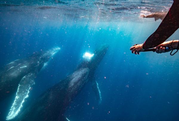 A swimmer holds onto a line in clear blue water as two majestic humpback whales swim directly beneath them on an immersive tour with Hervey Bay Whale Watch in Hervey Bay, Queensland © Tourism and Events Queensland with Hervey Bay Whale Watch