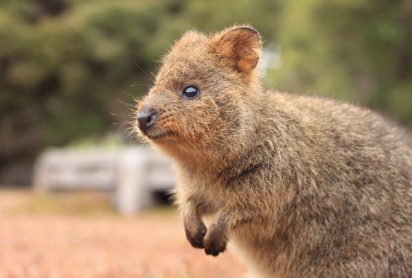 A close-up profile shot of a quokka sitting on the ground with its paws raised, captured in a natural setting on Rottnest Island, Western Australia © Tourism Australia
