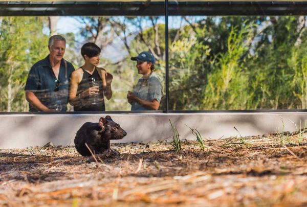 Guests observe a Tasmanian devil in its outdoor enclosure from behind a large window during a Meet a Tasmanian Devil experience at Saffire Freycinet in Freycinet, Tasmania © Saffire Freycinet