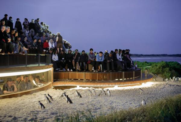 Visitors watch from tiered seating and an underground viewing area as little penguins waddle across the sand at dusk during the Penguin Parade with Phillip Island Nature Parks on Phillip Island, Victoria © Phillip Island Nature Parks