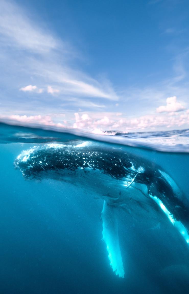 An underwater split shot reveals a massive humpback whale swimming just beneath the ocean surface during a Swim with the Whales experience with Hervey Bay Whale Watch in Hervey Bay, Queensland. © Tourism and Events Queensland, Hervey Bay Whale Watch