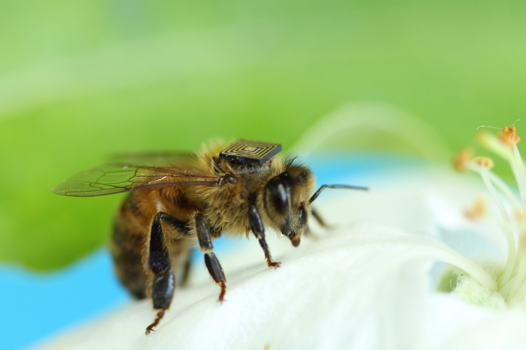 Honey bee with micro-sensor © CSIRO