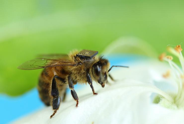 Honey bee with micro-sensor © CSIRO