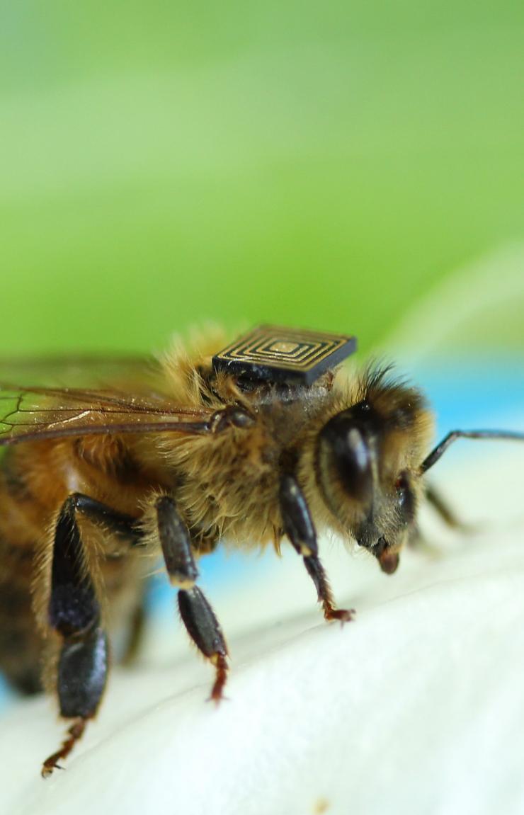A tiny honey bee with a small micro-sensor attached to its back rests on a soft white flower petal against a blurred green background. © CSIRO