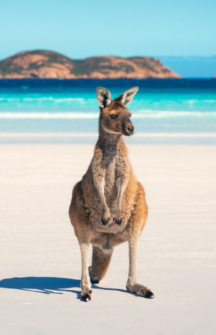 A kangaroo stands upright on pristine white sand against vibrant turquoise ocean waters and distant coastal hills at Lucky Bay, Western Australia. © Tourism Australia