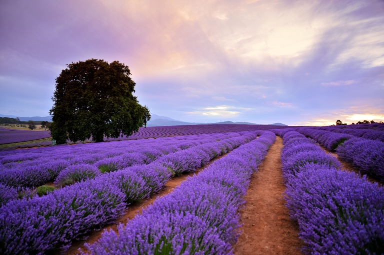 Bridestowe Lavender Estate