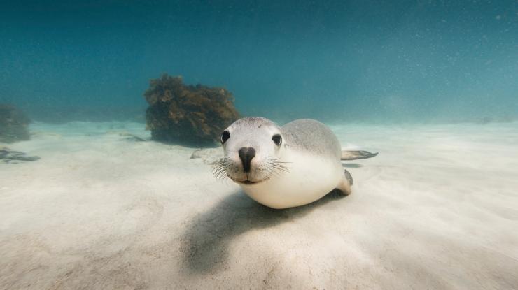 Australian Coastal Safaris, Eyre Peninsula, South Australia © Robert Lang