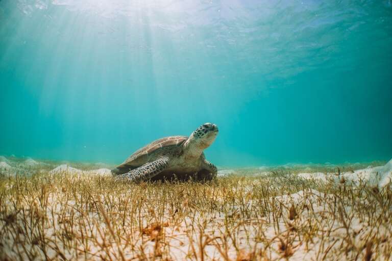 Turtle, Casuarina Beach, Lizard Island, Queensland © Tourism Australia